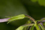 Creeping phlox